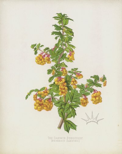 The Darwin Berberry by English School